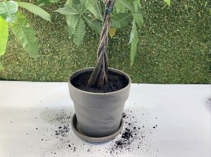 Money tree potted in new soil