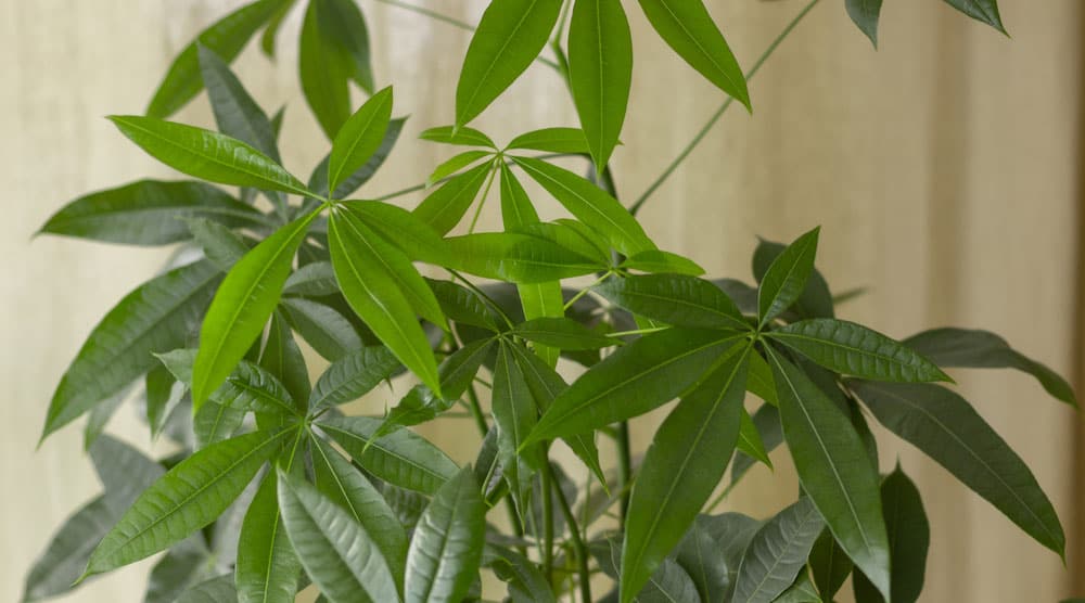 Money tree with excess foliage