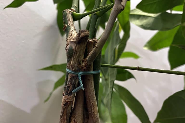 Money tree with twist tie holding new braids