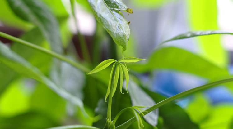 New growth money tree leafs