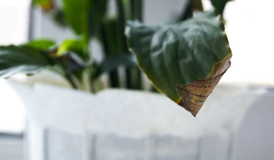 Peace Lilly leaf with brown tips