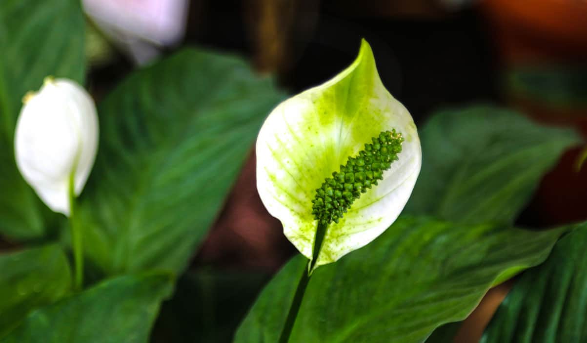 How Often Do Peace Lilies Bloom? When to Expect New Flowers