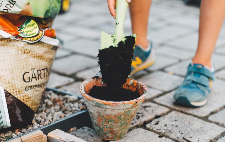 Potting soil ready for transplanted snake plant