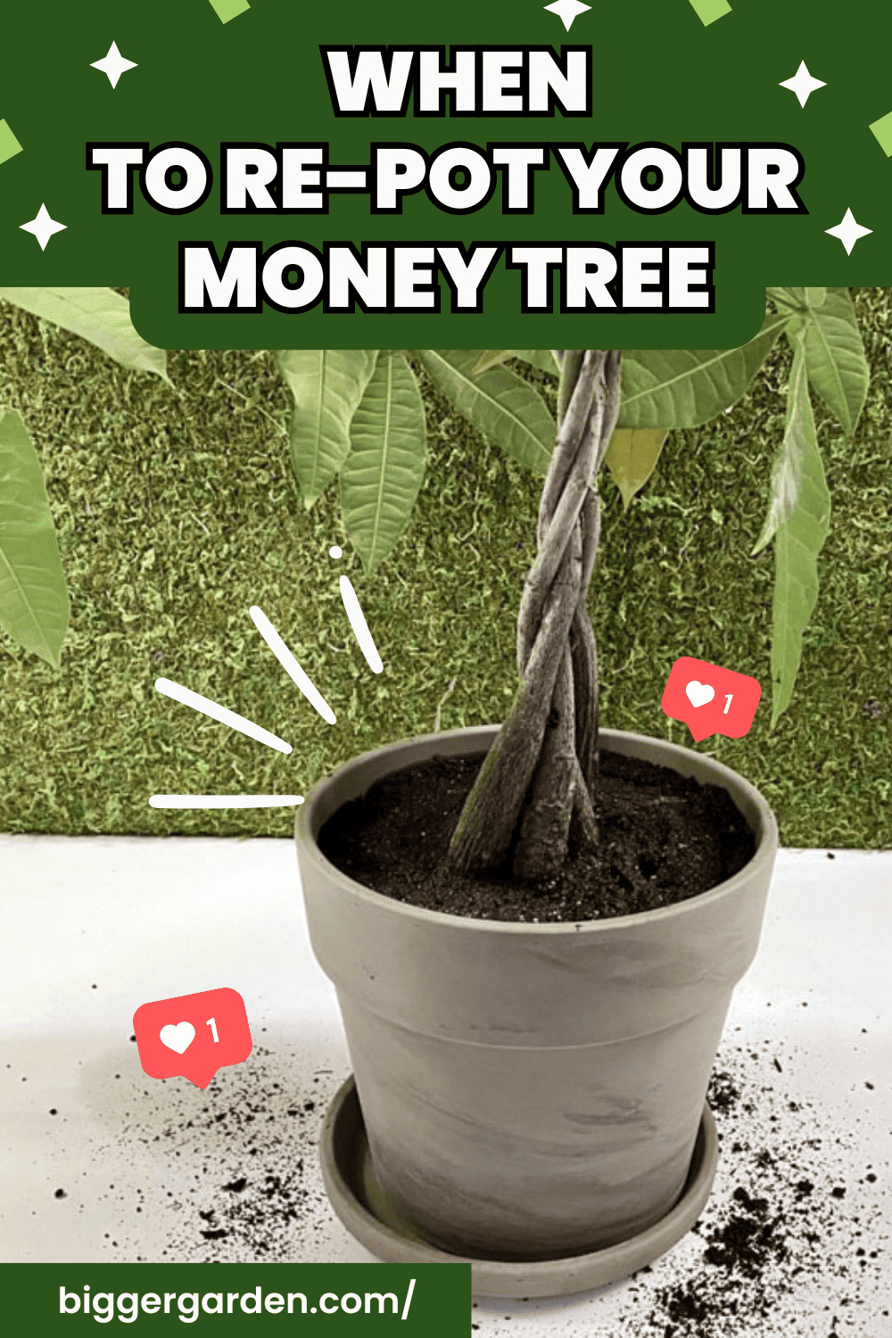 black prayer plant Black Maranta  Rare Prayer Plant with Striking Dark Leaves  Green My Space