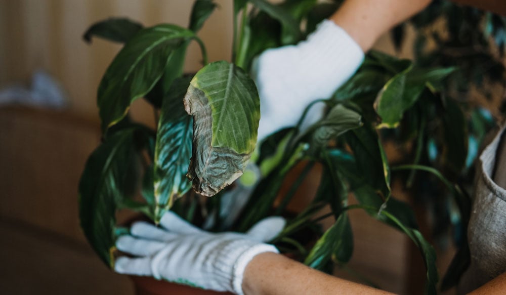 Re-potting Peace Lilly in new soil