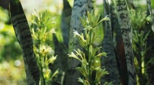 Sansevieria trifasciata Snake plant flower