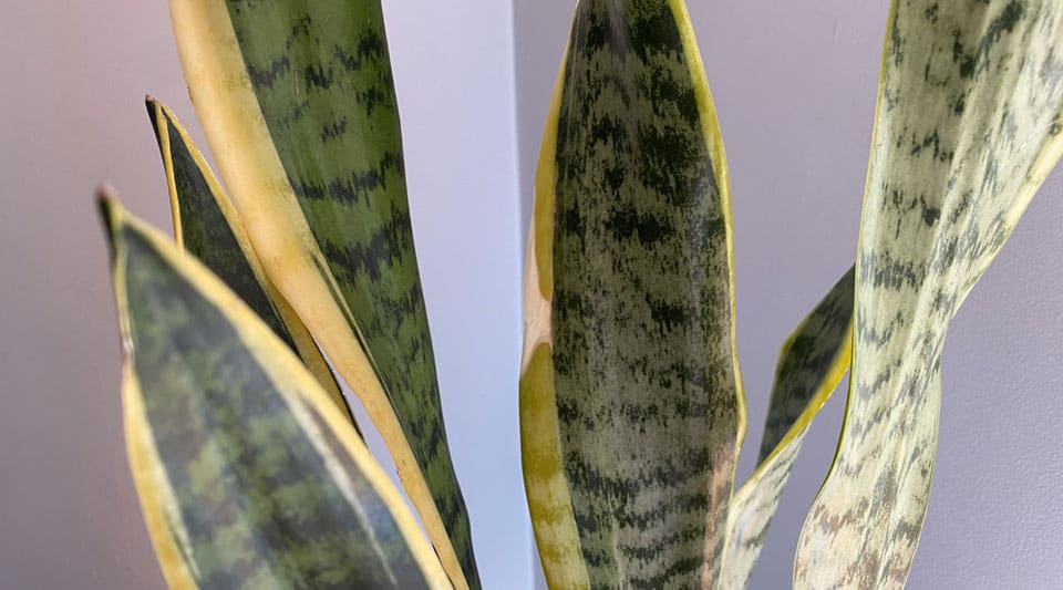 Snake plant damaged brown spot