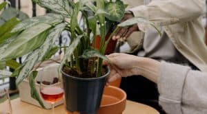 Drooping Snake plant leaves