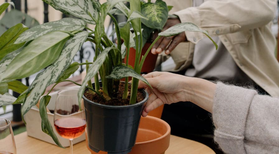 Drooping Snake plant leaves