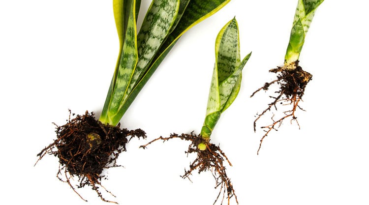 Snake plant healthy roots