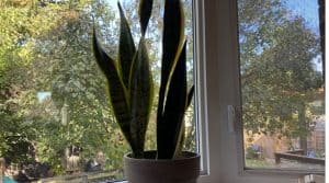 Snake plant receiving indirect sun exposure