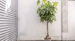 Tall money tree left to grow large