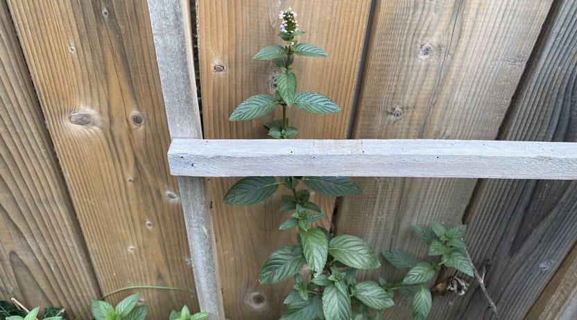 Flowering mint
