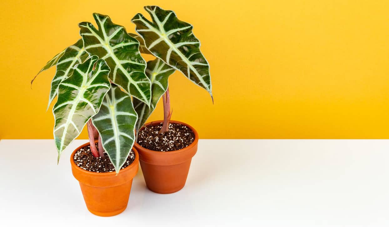 Alocasia African Mask