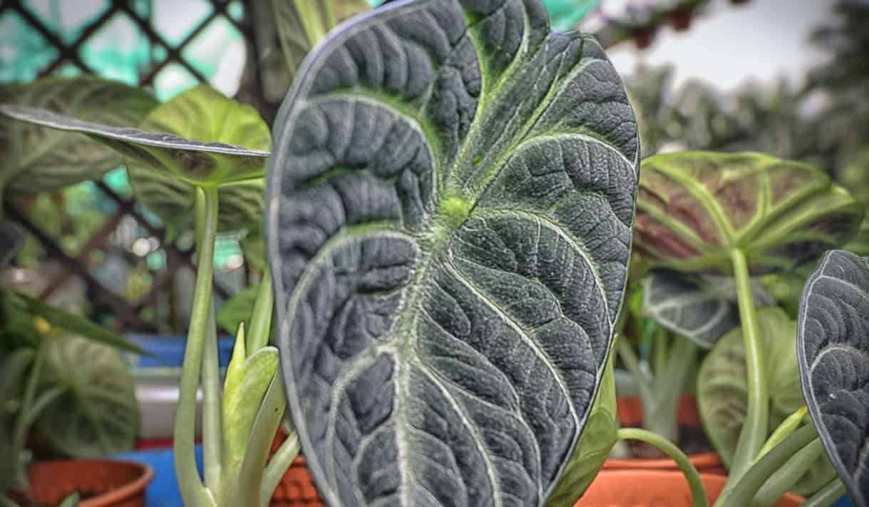 Alocasia Black Velvet