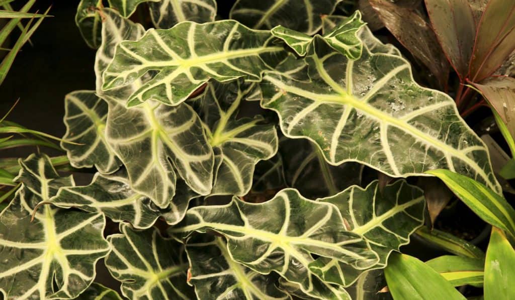 Alocasia Kris
