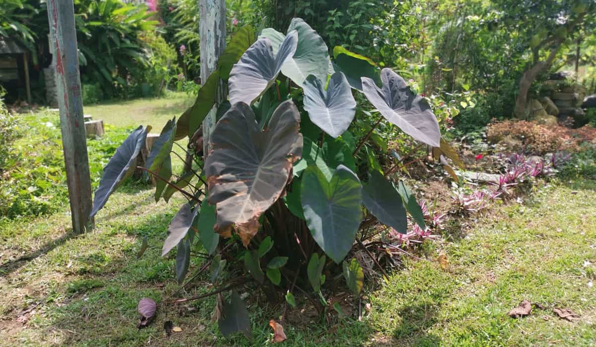 Alocasia Taro