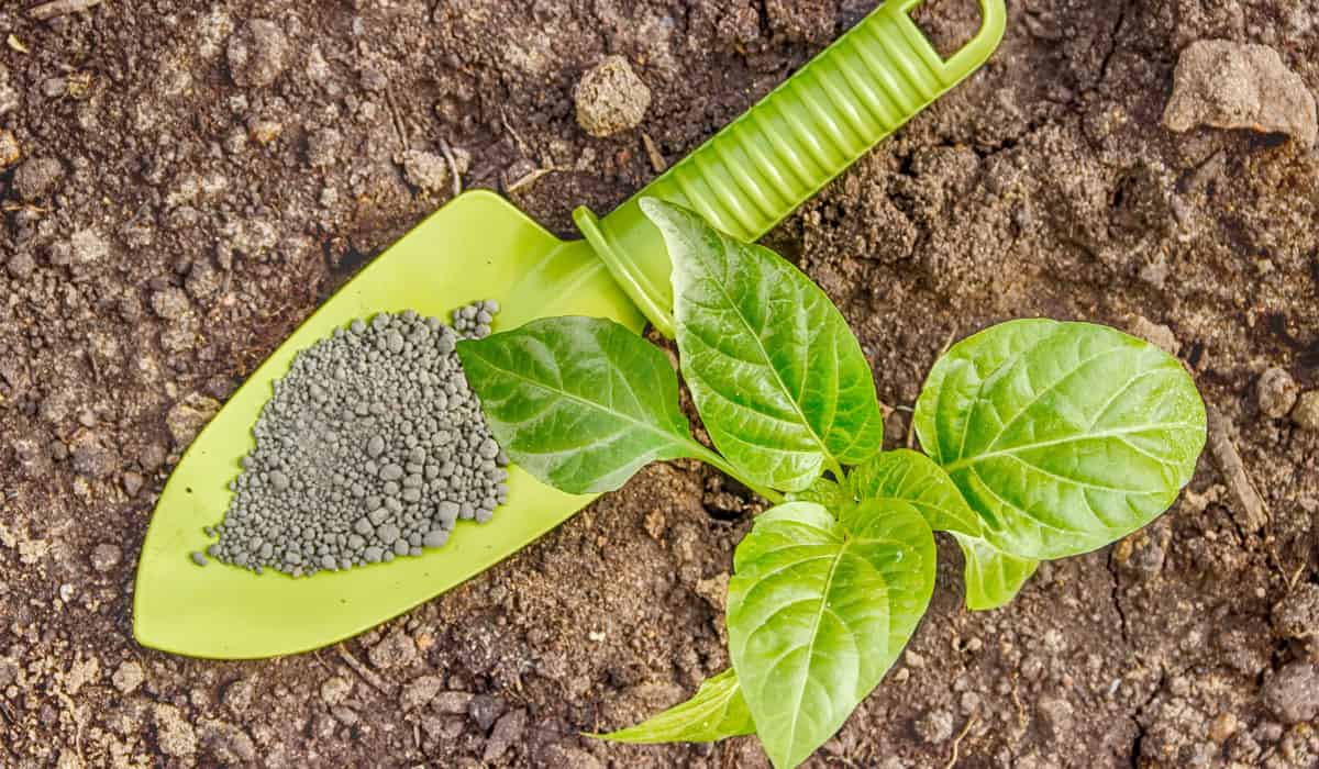 Blood Meal Fertilizer