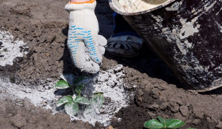 Bone meal and rock dust