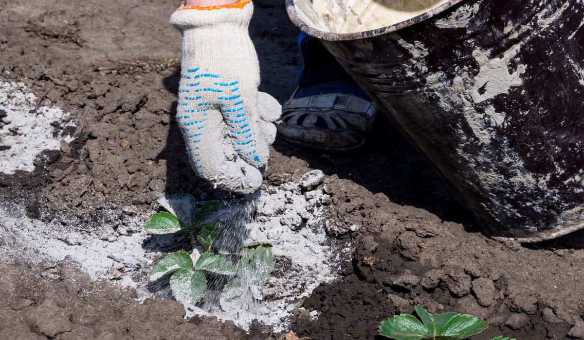 Bone meal and rock dust