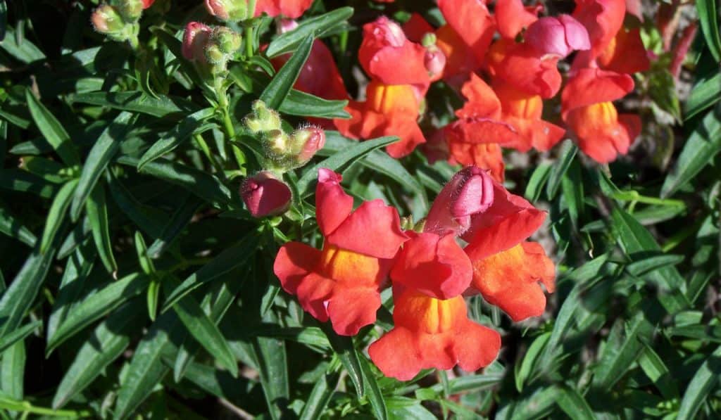 Crimson Snapdragons
