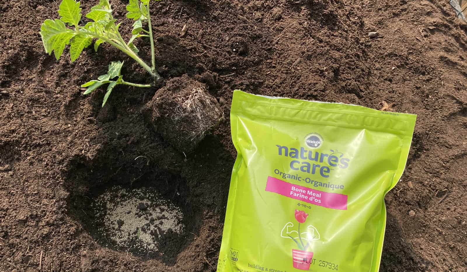 Low nitrogen fertilizer used with tomato plant