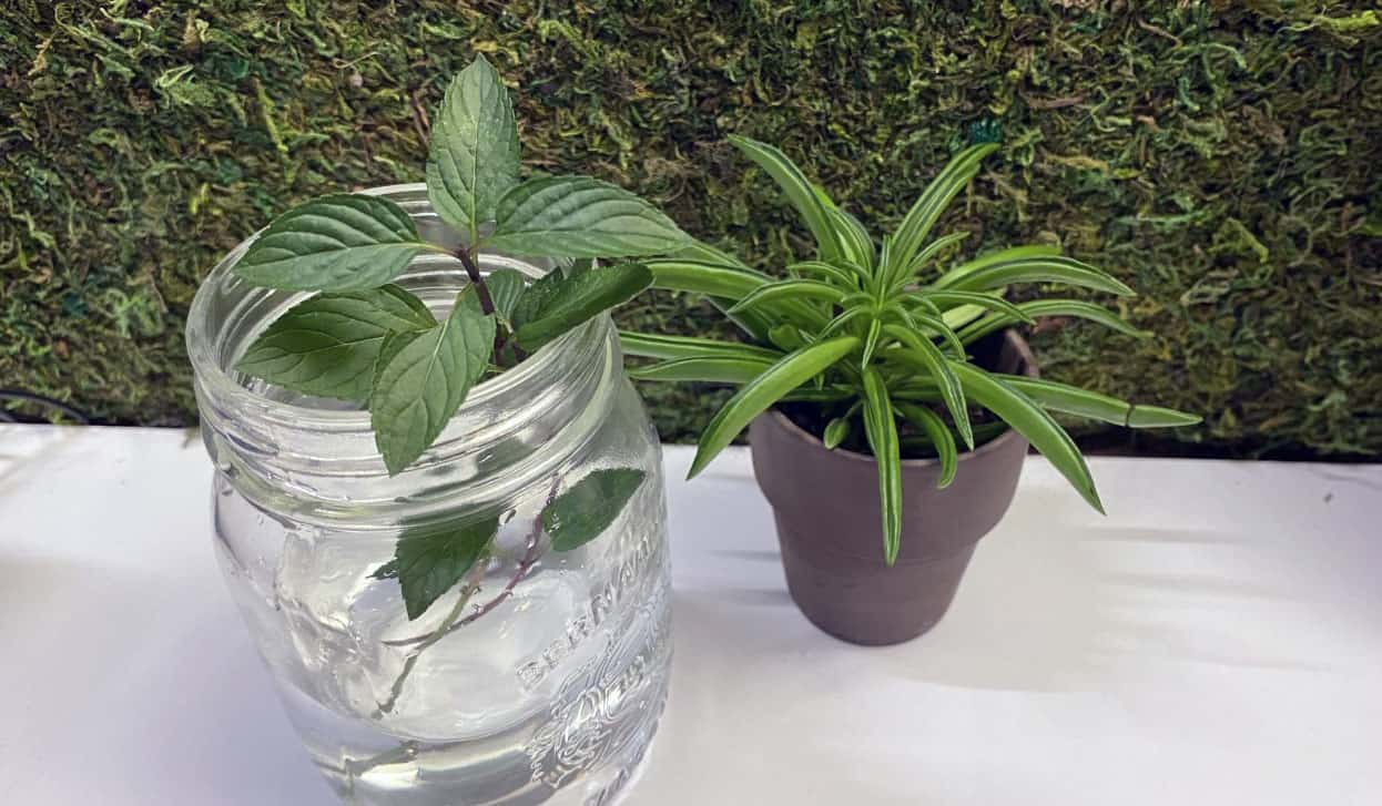 https://www.biggergarden.com/wp-content/uploads/2022/11/Mint-cutting-in-a-mason-jar-of-water.jpg