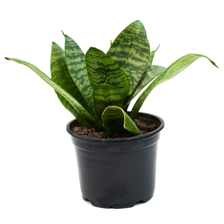 Snake plant in plastic pot 1