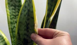 Snake plant leaf with brown spot