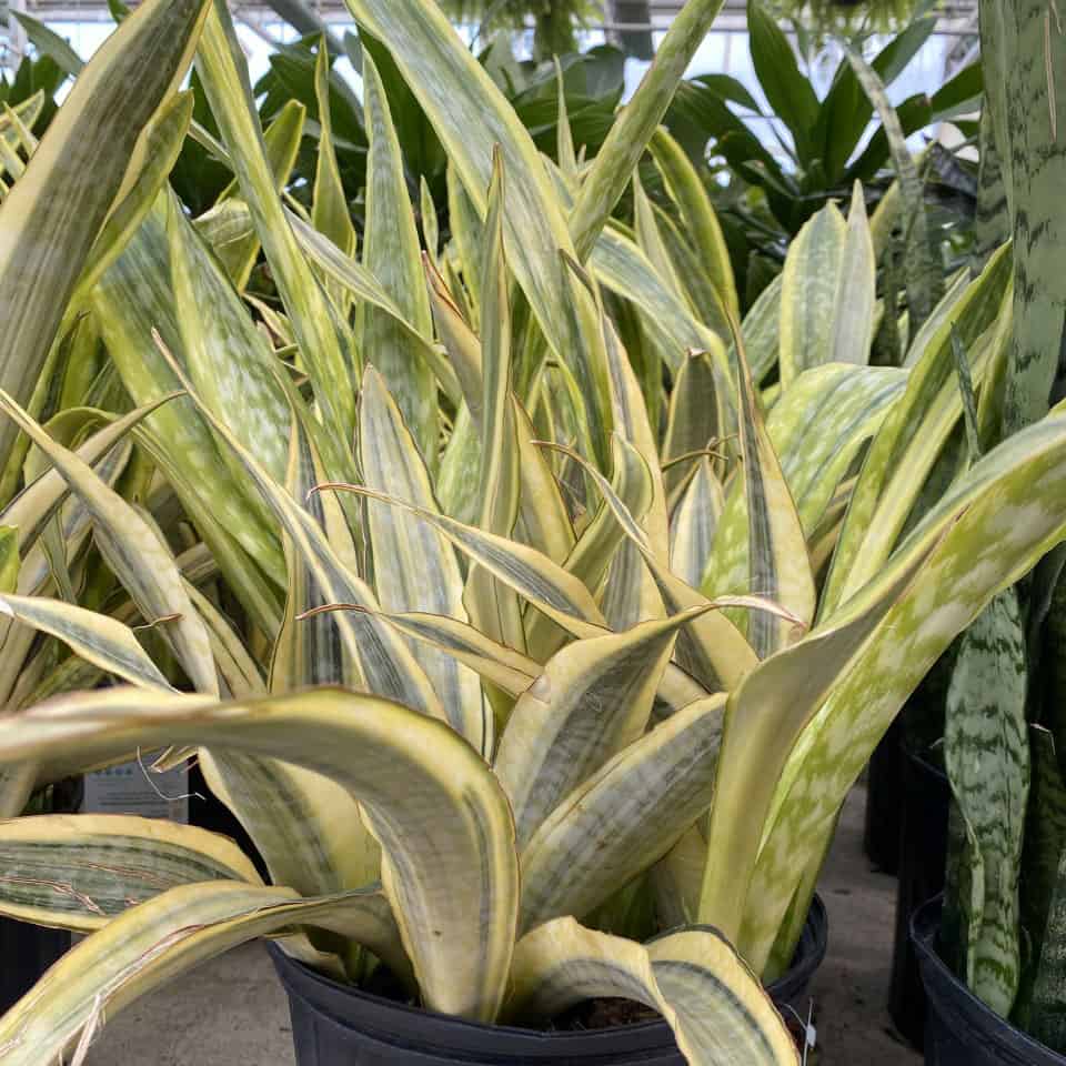 7 Common Snake Plant Problems (With Easy Fixes to Find)