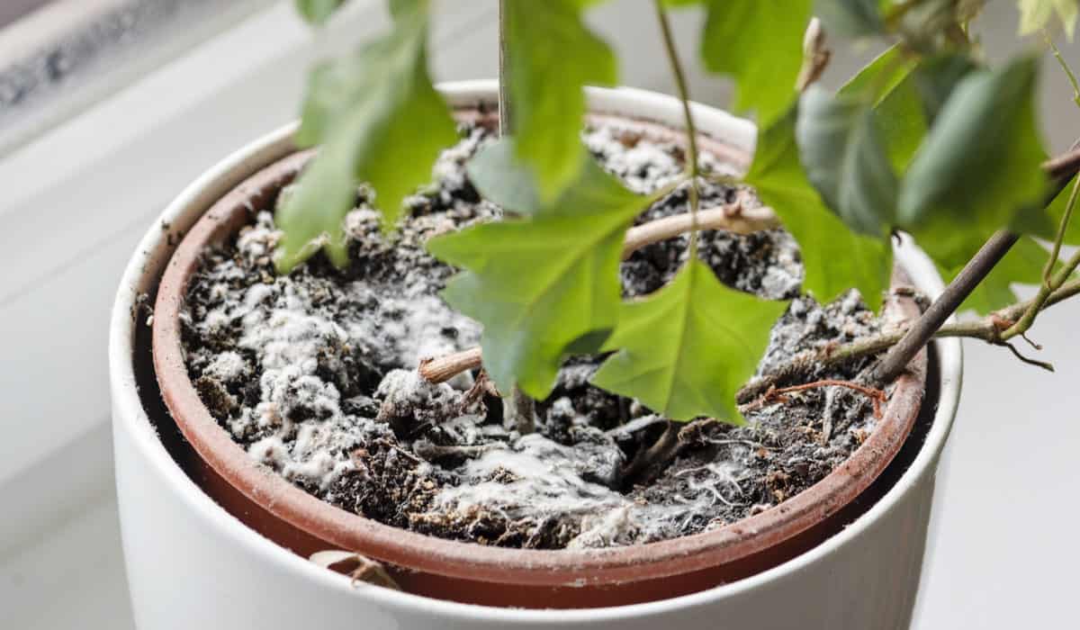 White fungus growing on the top of potting soil