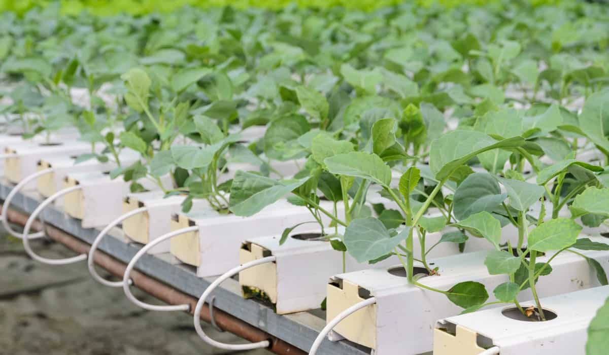 Young hydroponic broccoli