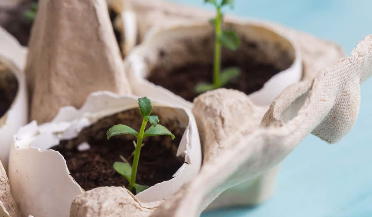 tomato seedlings in eggshells 1