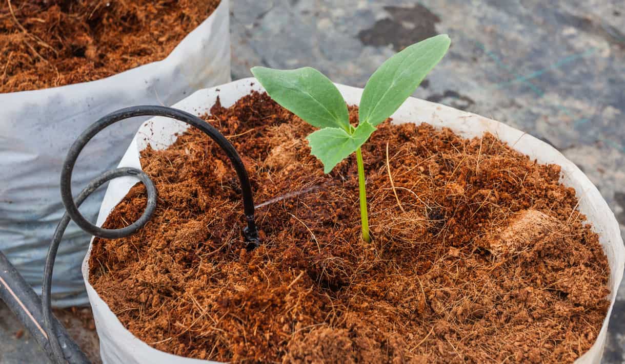 Coco coir drip irrigation setup