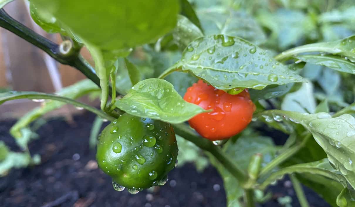 Doe Hill Heirloom Peppers
