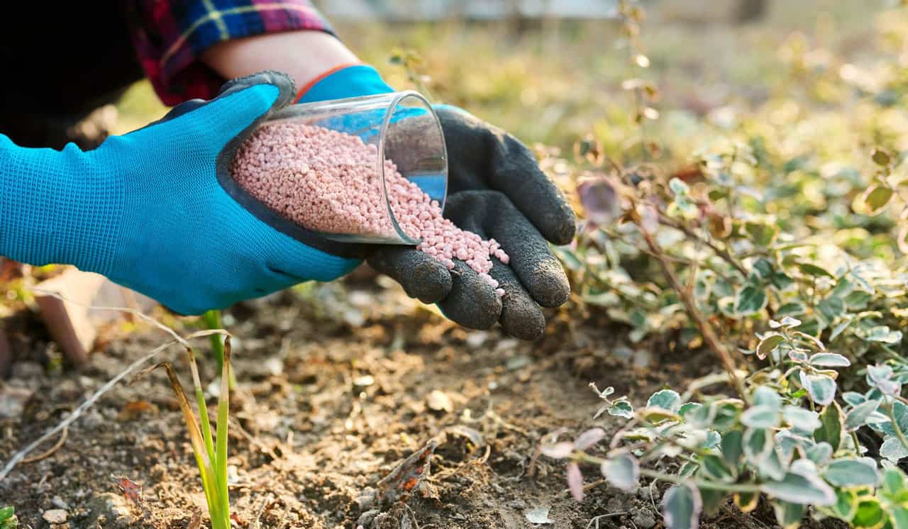 Granule 16 4 8 fertilizer being applied to leafy shrubs in spring