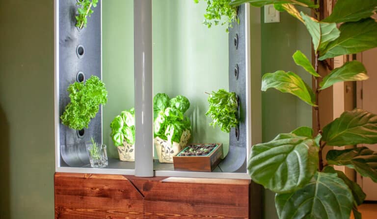 How to Grow Hydroponic Herbs Indoors: A Beginners Guide