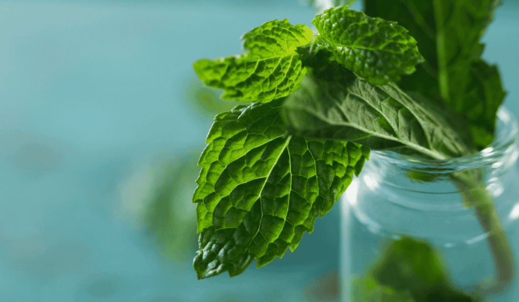 Mint-growing-in-a-kratky-jar