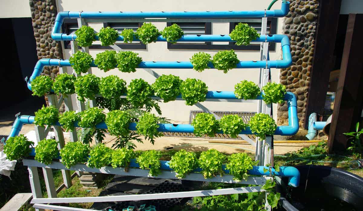 How to Set Up a Nutrient Film Technique Hydroponic System?, image size:1200x700