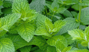 Peppermint growing in the garden