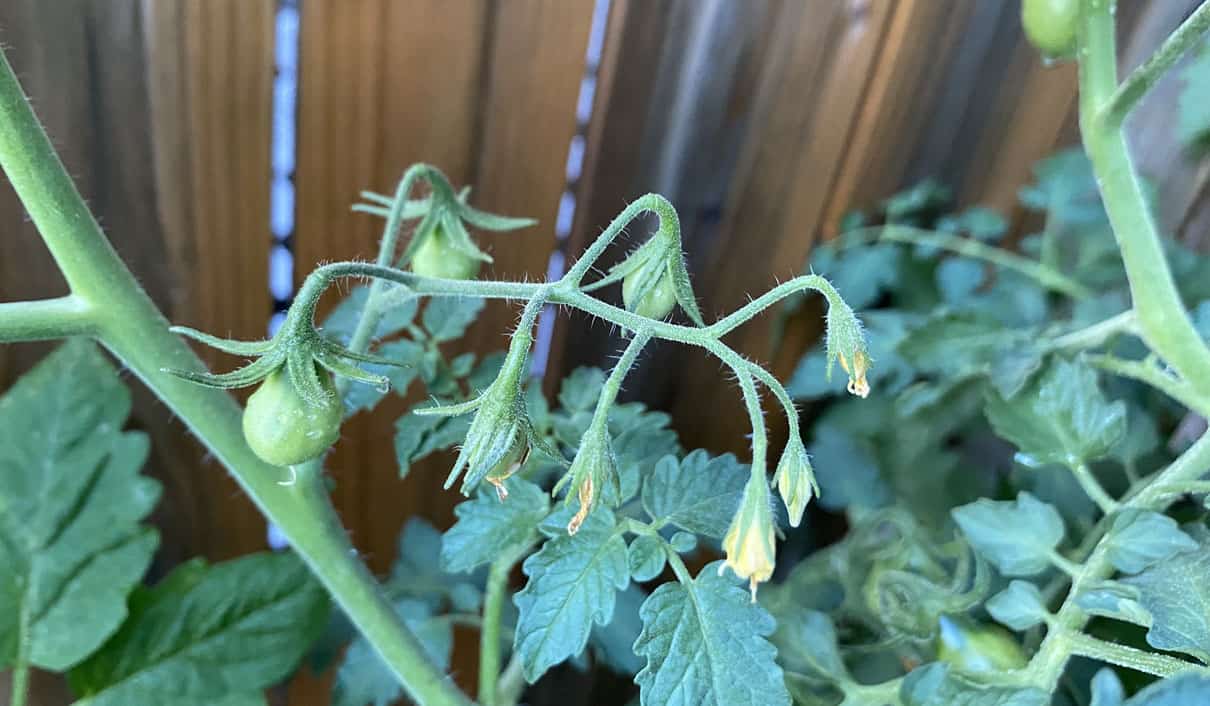 Unripe Cherry Tomatoes