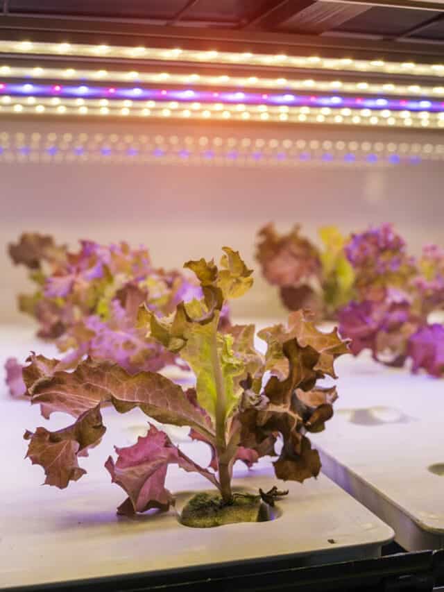 Hydroponic red leaf lettuce