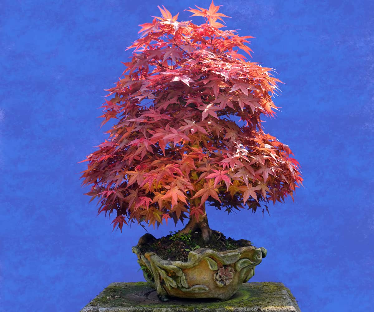 Japanischer Ahorn Acer Palmatum