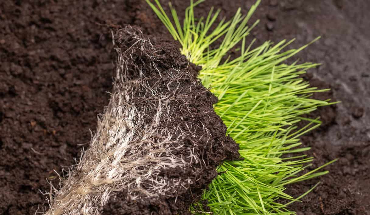 transplanted grass turf