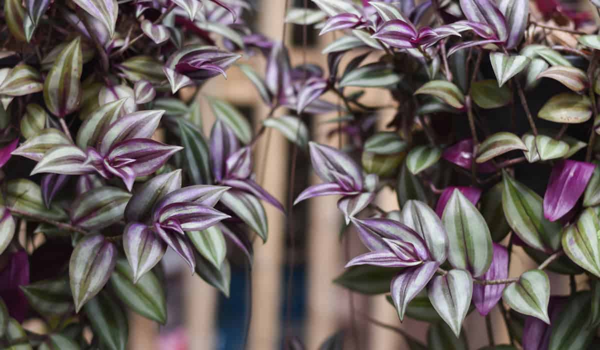 Hanging spiderwort plant