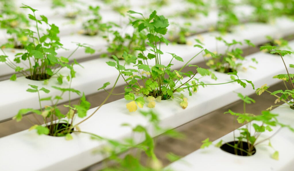 How to Grow Hydroponic Herbs Indoors: A Beginners Guide