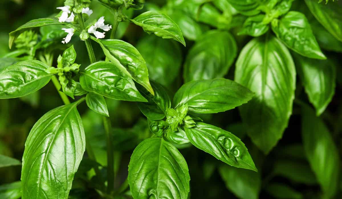 Hydroponic basil