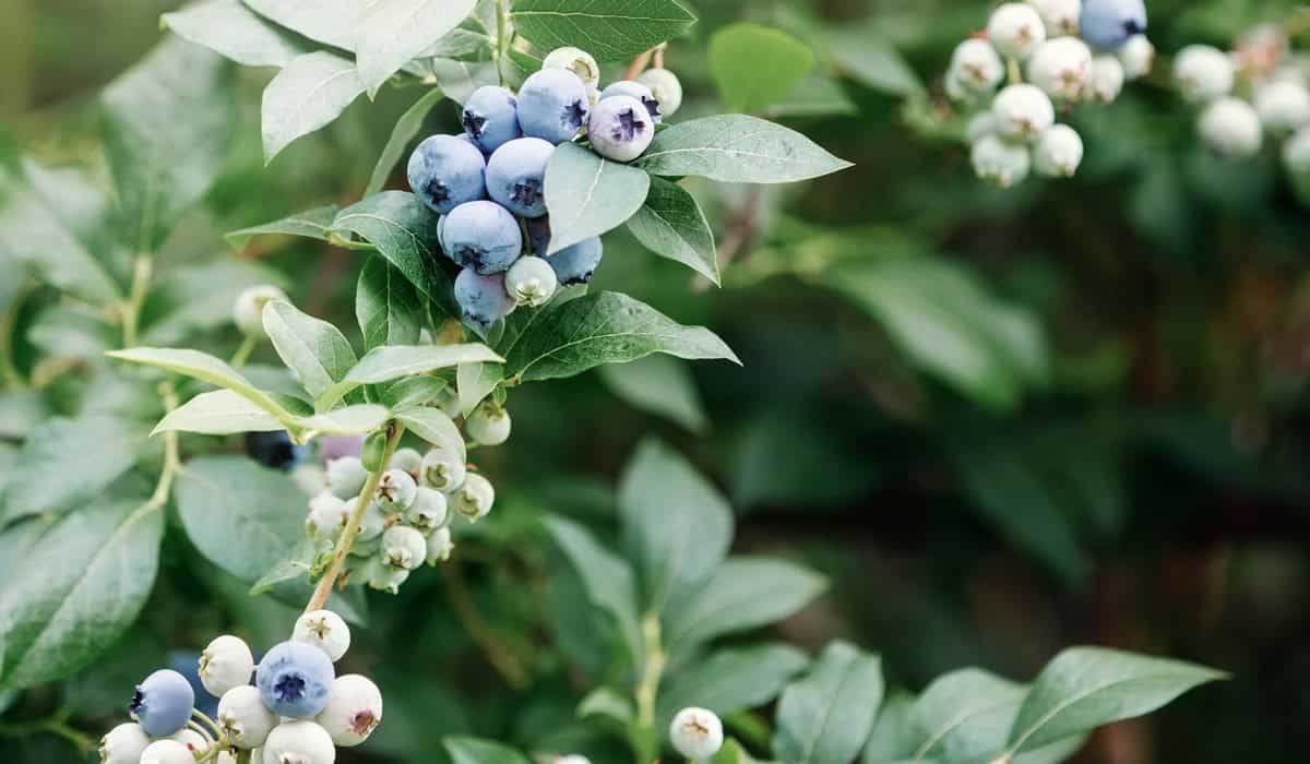 Hydroponic blueberries