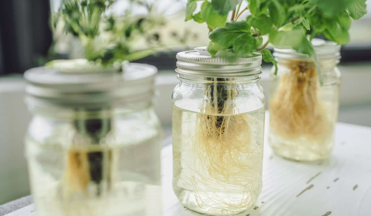 Kratky method of growing herbs