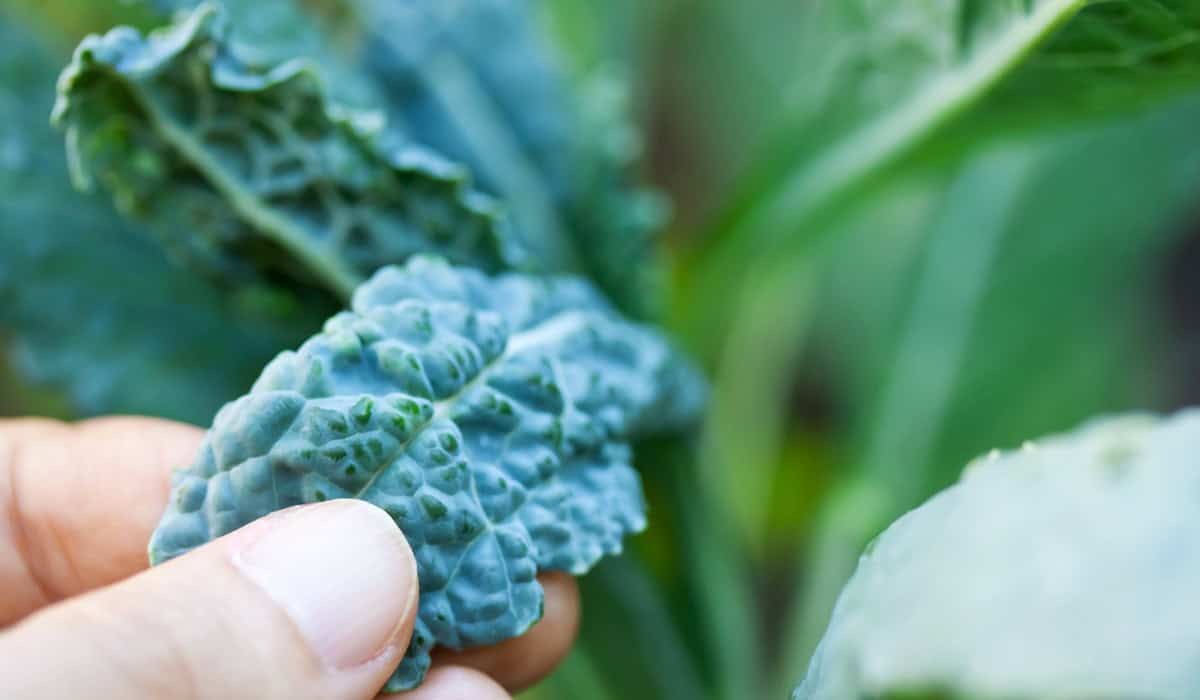 Lacinato kale
